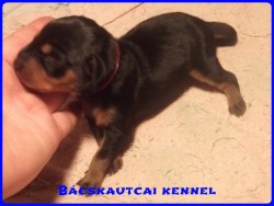 Bcskautcai Keni