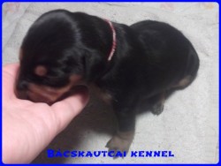 Bcskautcai Keni