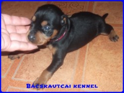 Bcskautcai Keni