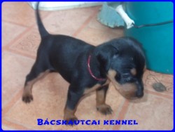 Bcskautcai Keni