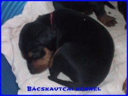 Bcskautcai Keni