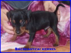 Bcskautcai Keni