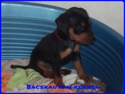 Bcskautcai Keni