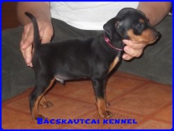 Bcskautcai Keni