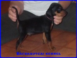 Bcskautcai Keni