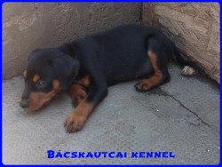 Bcskautcai Keni