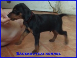 Bcskautcai Keni
