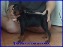 Bcskautcai Keni