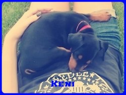 Bcskautcai Keni