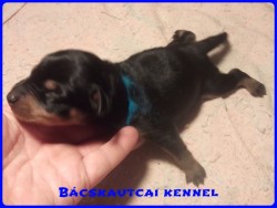 Bcskautcai Kenzo