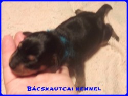 Bcskautcai Kenzo