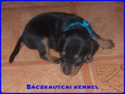 Bcskautcai Kenzo