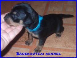 Bcskautcai Kenzo