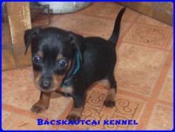 Bcskautcai Kenzo