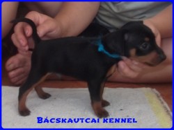 Bcskautcai Kenzo
