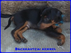 Bcskautcai Kenzo