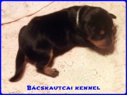 Bcskautcai Klaus