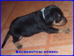 Bcskautcai Klaus