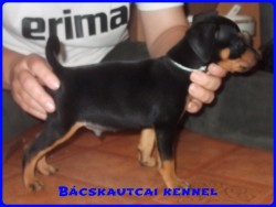 Bcskautcai Klaus