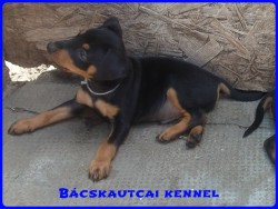 Bcskautcai Klaus
