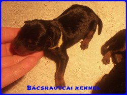 Bcskautcai Koby