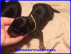 Bcskautcai Koby