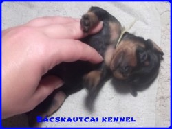 Bcskautcai Koby