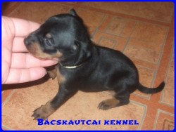 Bcskautcai Koby