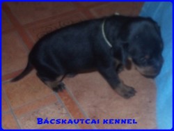 Bcskautcai Koby
