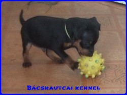 Bcskautcai Koby