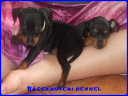 Bcskautcai Koby