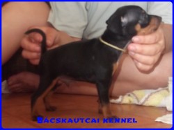 Bcskautcai Koby