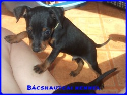 Bcskautcai Koby