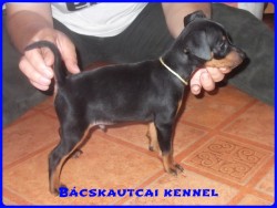 Bcskautcai Koby