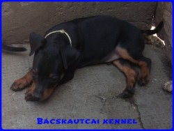 Bcskautcai Koby