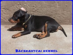 Bcskautcai Koby