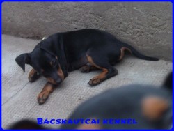 Bcskautcai Koby