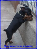 Bcskautcai Koby