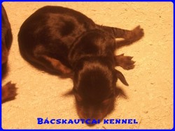 Bcskautcai Kp