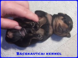 Bcskautcai Kp