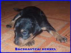 Bcskautcai Kp