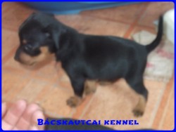 Bcskautcai Kp