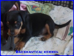 Bcskautcai Kp