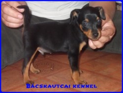 Bcskautcai Kp
