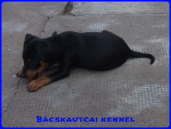 Bcskautcai Kp