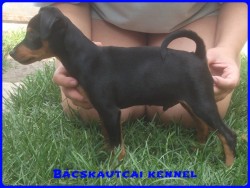 Bcskautcai Kp