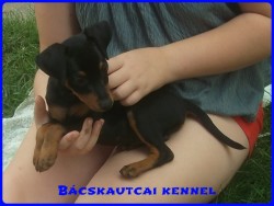 Bcskautcai Kp