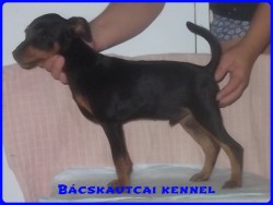 Bcskautcai Kp
