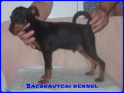 Bcskautcai Kp