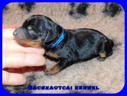 trpe pinscher K-alom